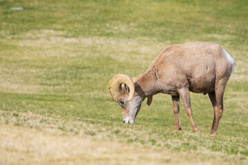 Bighorn sheep grazing on grass