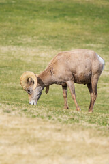 Fototapeta premium Bighorn sheep grazing on grass