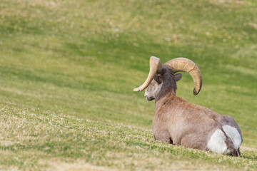 Bighorn sheep resting in the grass