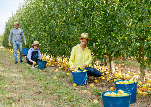 Farm Workers Picking Bruised Apples For Juice Production In Fruit Garden