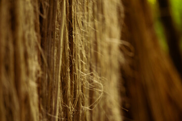 The soaked jute is being dried in the sun. Closeup image of jute. Jute is a type of bast fiber plant. Jute is the main cash crop in Bangladesh.