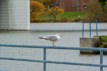 Ring-Billed Gull Perched On A Metal Railing By The. River