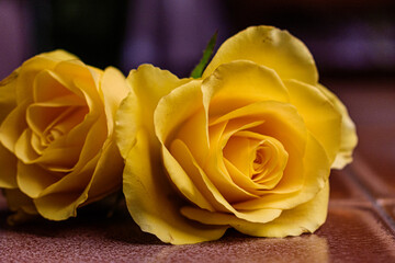 Roses en gros plan en jaune