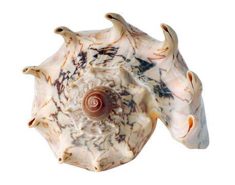 Multicolored tropical shell cut out