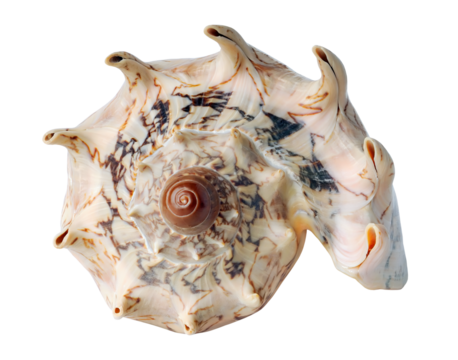 Multicolored tropical shell cut out