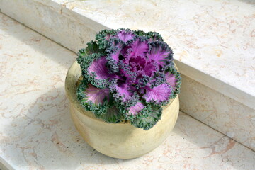 Pot with decorative cabbage - lilac leaves in a green lace frame
