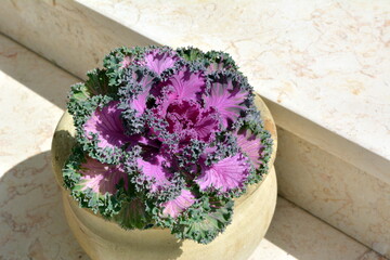 Pot with decorative cabbage - lilac leaves in a green lace frame