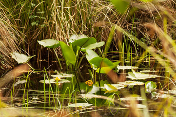 Water Lily pond in the forest of Prairie Creek State Park, California