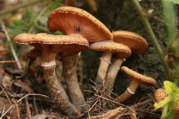 Boletus mushrooms in the forest.