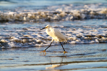 Gar&ccedil;a na praia