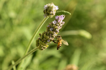 bee on a flower