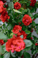 A bush of red roses on a green background