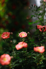 A bush of red roses on a green background