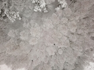 Naklejka premium Winter forest from above