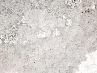 Winter forest from above