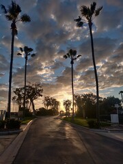 Fototapeta premium trees at sunset