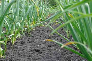 organically cultivated garlic plantation in the vegetable garden