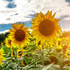 Obraz premium Agricultural field with yellow sunflowers against the sky with clouds.Sunflower field.Gold sunset. Sunflower closeup.Agrarian industry. Photo of cultivation land.flowers image