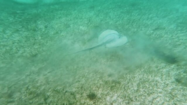 Mantaraya -Mobula birostris-  nadando en el fondo del mar caribe.