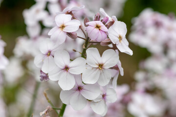 Fototapeta na wymiar Close up of white honesty (lunaria annua) flowers in bloom