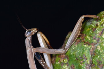 European Mantis or Praying Mantis, Mantis religiosa, in front of black background