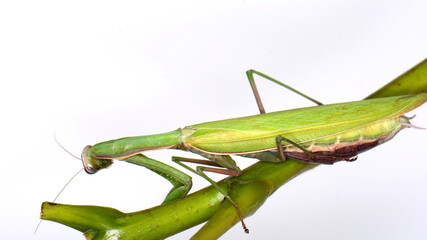 Praying mantis (Mantis religiosa) isolated on white