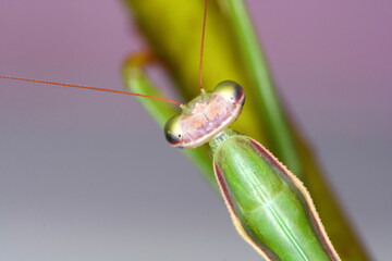 Praying mantis (Mantis religiosa) isolated on white