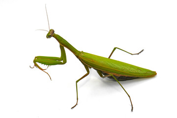 Praying mantis (Mantis religiosa) isolated on white