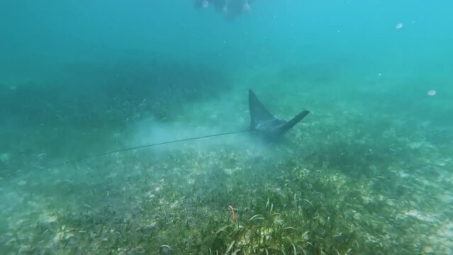 Mantaraya -Mobula birostris-  nadando en el fondo del mar caribe.
