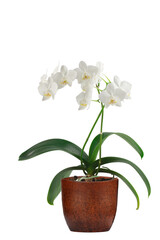 blooming orchid with white inflorescences and leaves in a clay pot, isolated on a transparent background