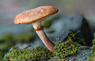 Mycology. Commonly known as the brown roll-rim, common roll-rim, or poisonous pax, a deadly poisonous fungus, scientific name is paxillus involutus