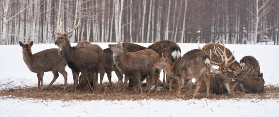 A family of deer at a winter rookery on the edge of the forest. Selective focus.