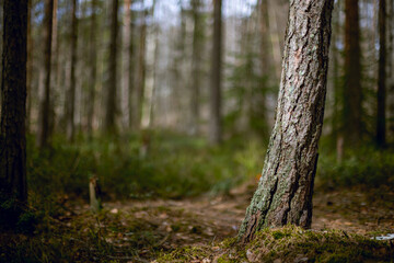 Selected focus on a pine tree trunk in a forest.
