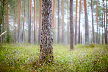 Selected focus on a pine tree trunk in a forest.