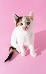 sweet little kitty with 3 colors in pink background