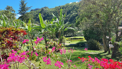 Panama, Boquete town, flower garden between palm trees