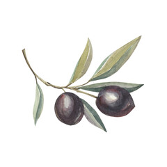 Watercolor isolated olive branch with black olives and green leaves. Botanical art of vegetarian ingredient.
