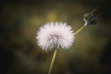 A lonely dandelion in the meadow
