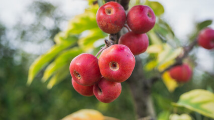 Small red decorative apples growing in the orchard. Decorative apple tree