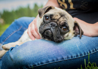Pug on lap 