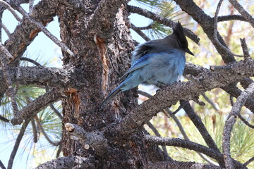blue jay on a tree