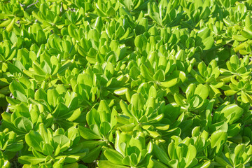 fresh green leaves as nature background