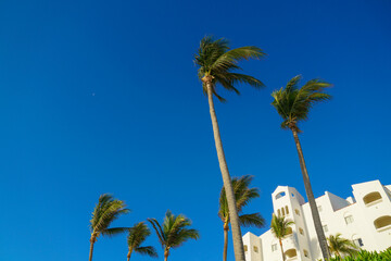 low angle view of palm tree and building exterior