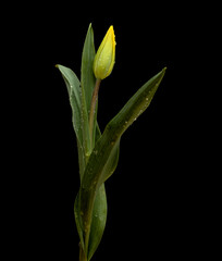 Beautiful yellow tulip isolated on plain background