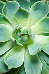 Fresh green succulent flower macro view. Natural flower background for your design.