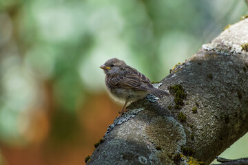 lizard on a tree
