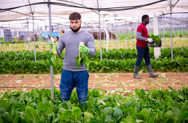 Workers clean ripe chard and put in boxes. High quality photo