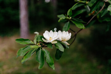 A large, creamy white southern magnolia flower is surrounded by glossy green leaves of a tree. White petal close up