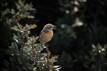 Stonechat bird sitting on a branch 