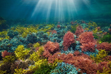 Colorful seaweeds with sunlight underwater in the ocean, Atlantic ocean, Spain, Galicia